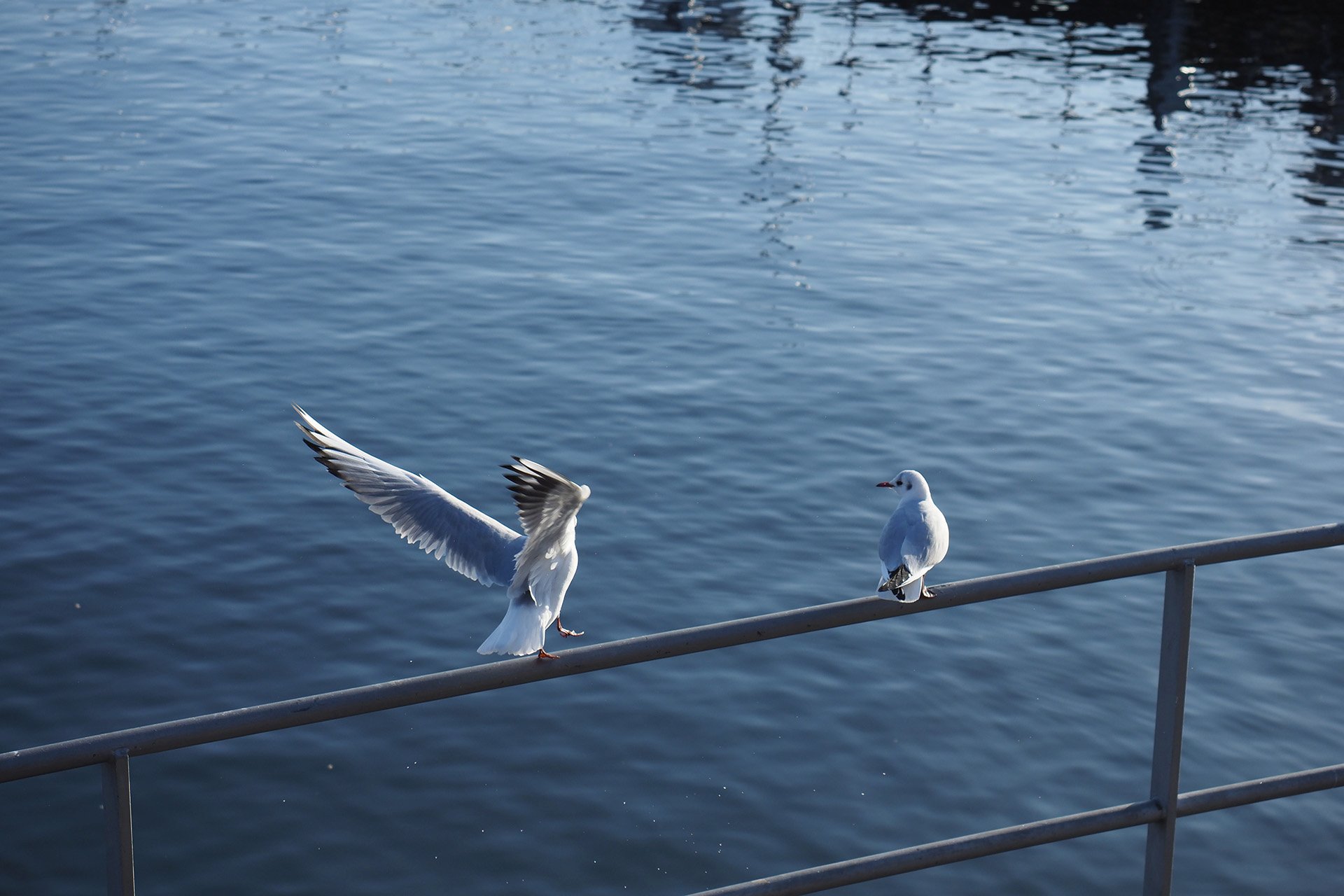 Olympus OM-D E-M1 Mark II: C-AF+Tracking, Bild 27
